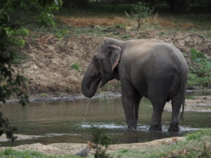 Sinhalese Elephant