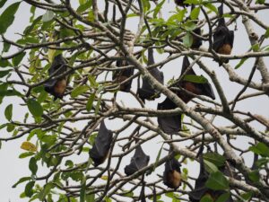 Sinhalese Bats